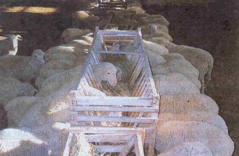 Beside kaba yem önemlidir